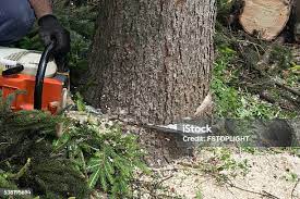 Reliable Doffing, TX Tree Services Solutions