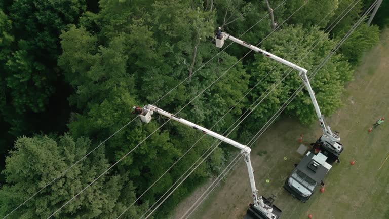 Tree and Shrub Care in Doffing, TX
