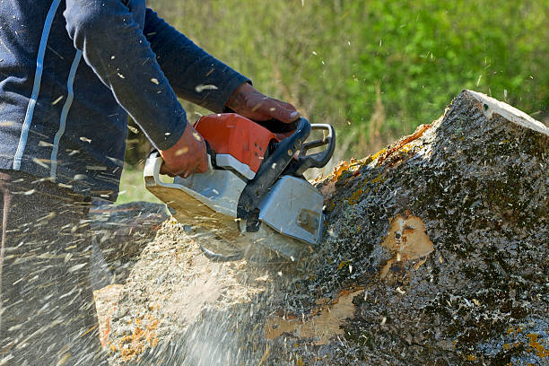 Best Lawn Pest Prevention  in Doffing, TX